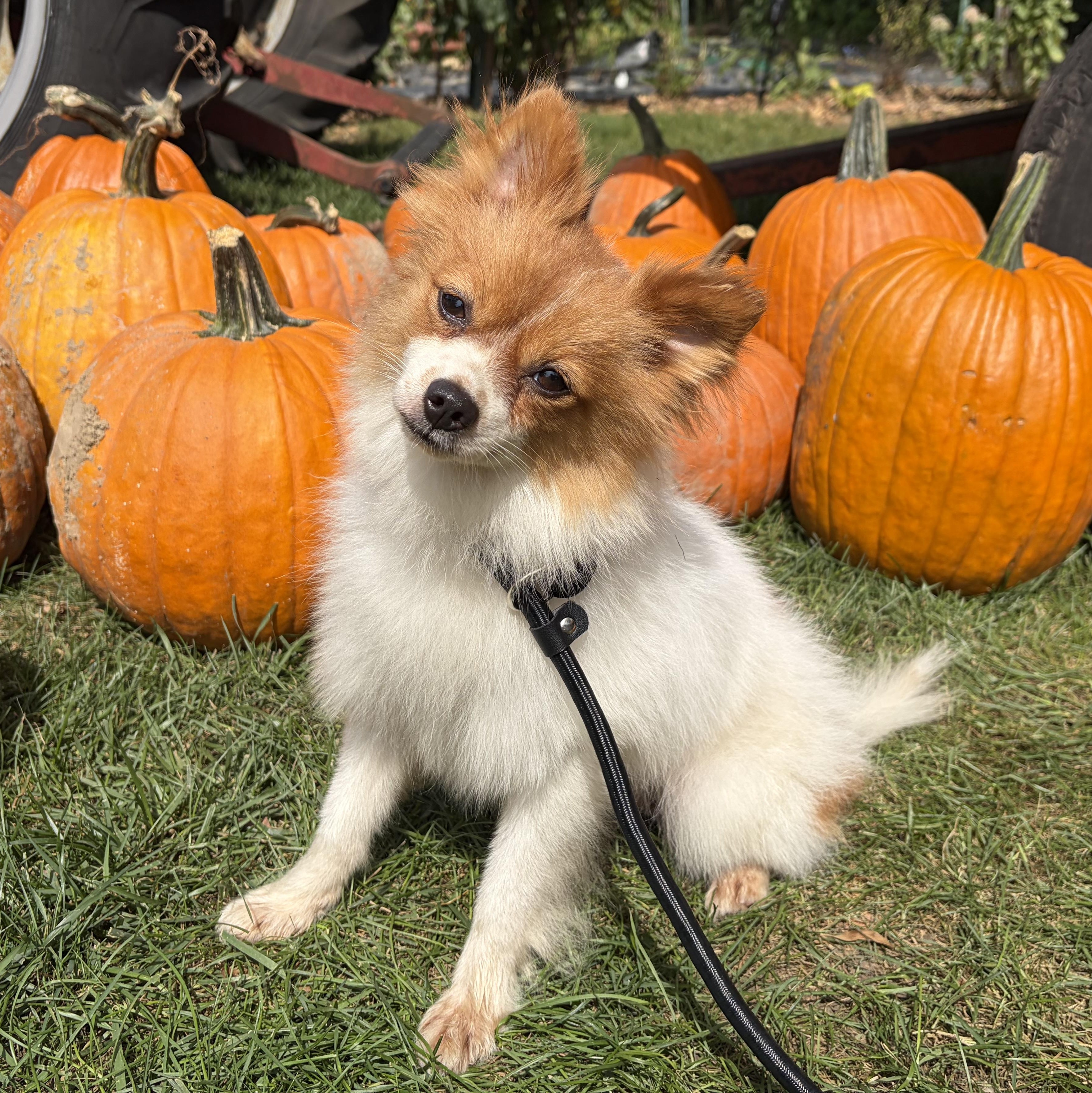 Andy, Adopted, Young Male Pomeranian.
