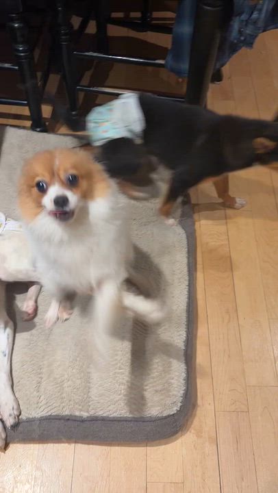 Enlarge Andy, a Adopted Pomeranian in Downers Grove, IL video 5/6