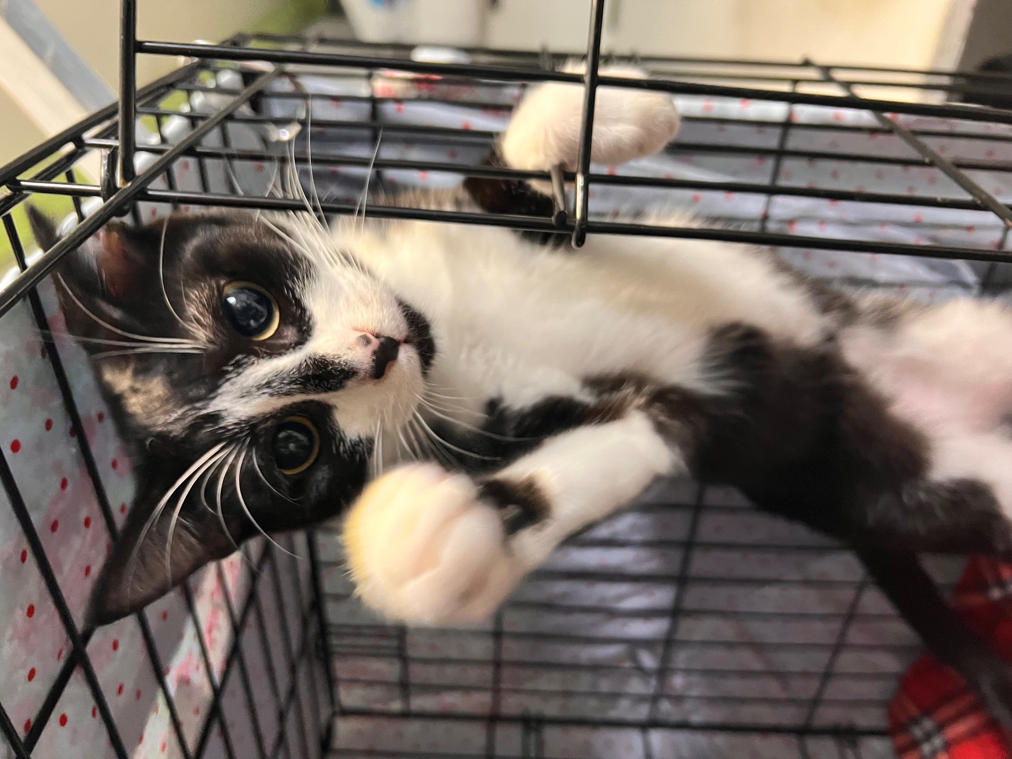 Enlarge Bjorn Borg, a Adoptable Domestic Short Hair in Los Angeles, CA image 4/6