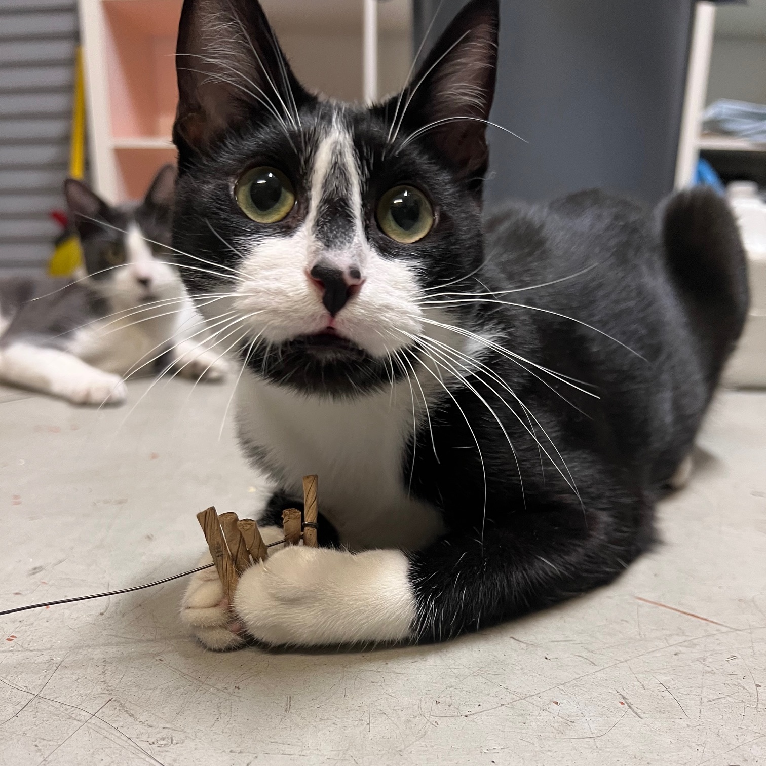 Enlarge Bjorn Borg, a Adoptable Domestic Short Hair in Los Angeles, CA image 1/6