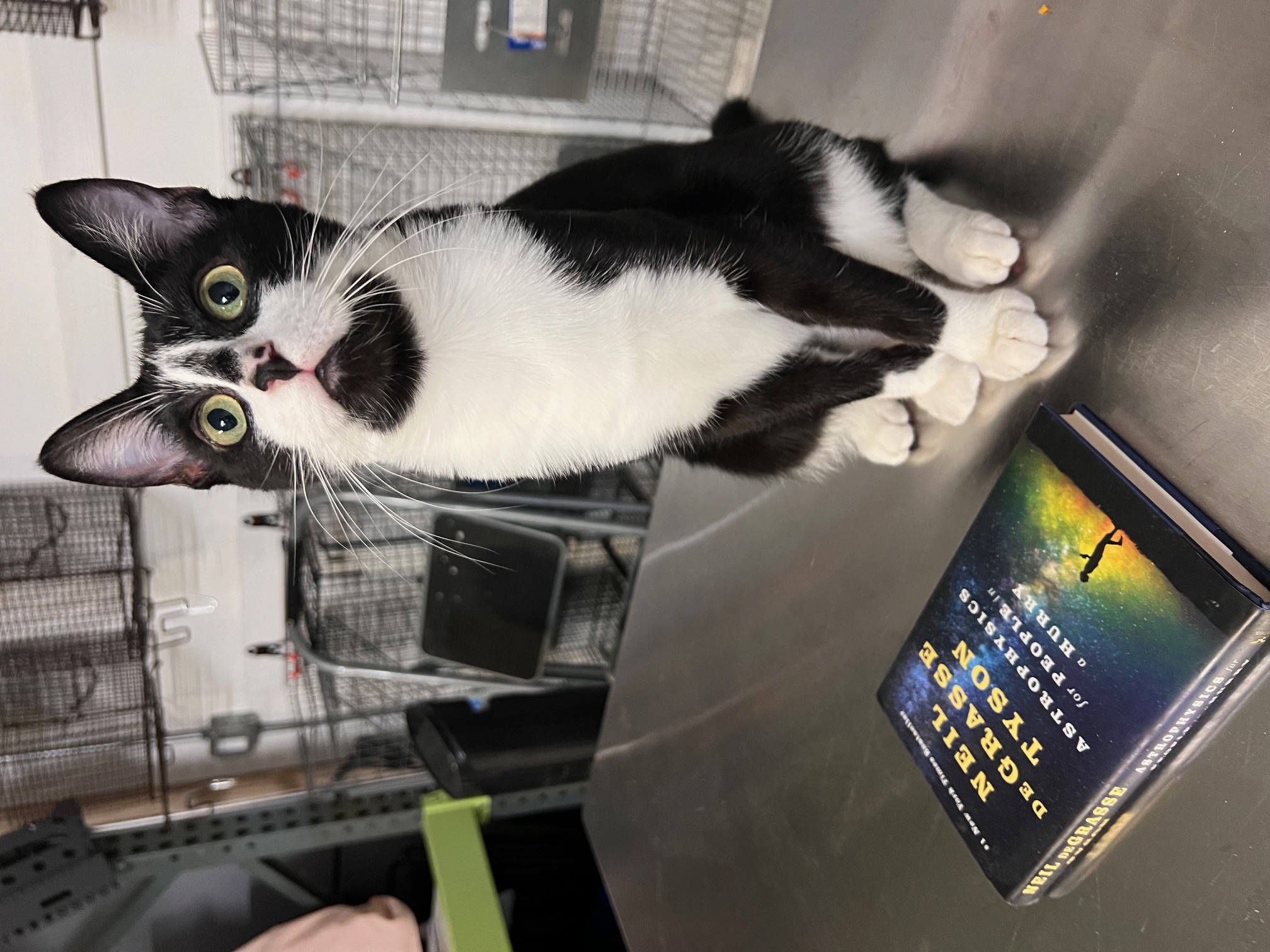 Enlarge Bjorn Borg, a Adoptable Domestic Short Hair in Los Angeles, CA image 5/6