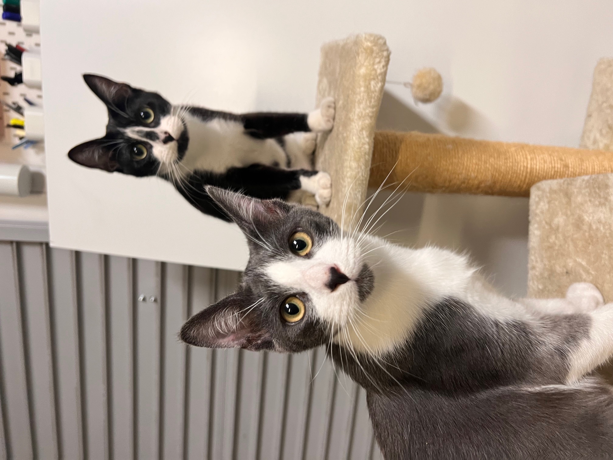 Enlarge Bjorn Borg, a Adoptable Domestic Short Hair in Los Angeles, CA image 3/6