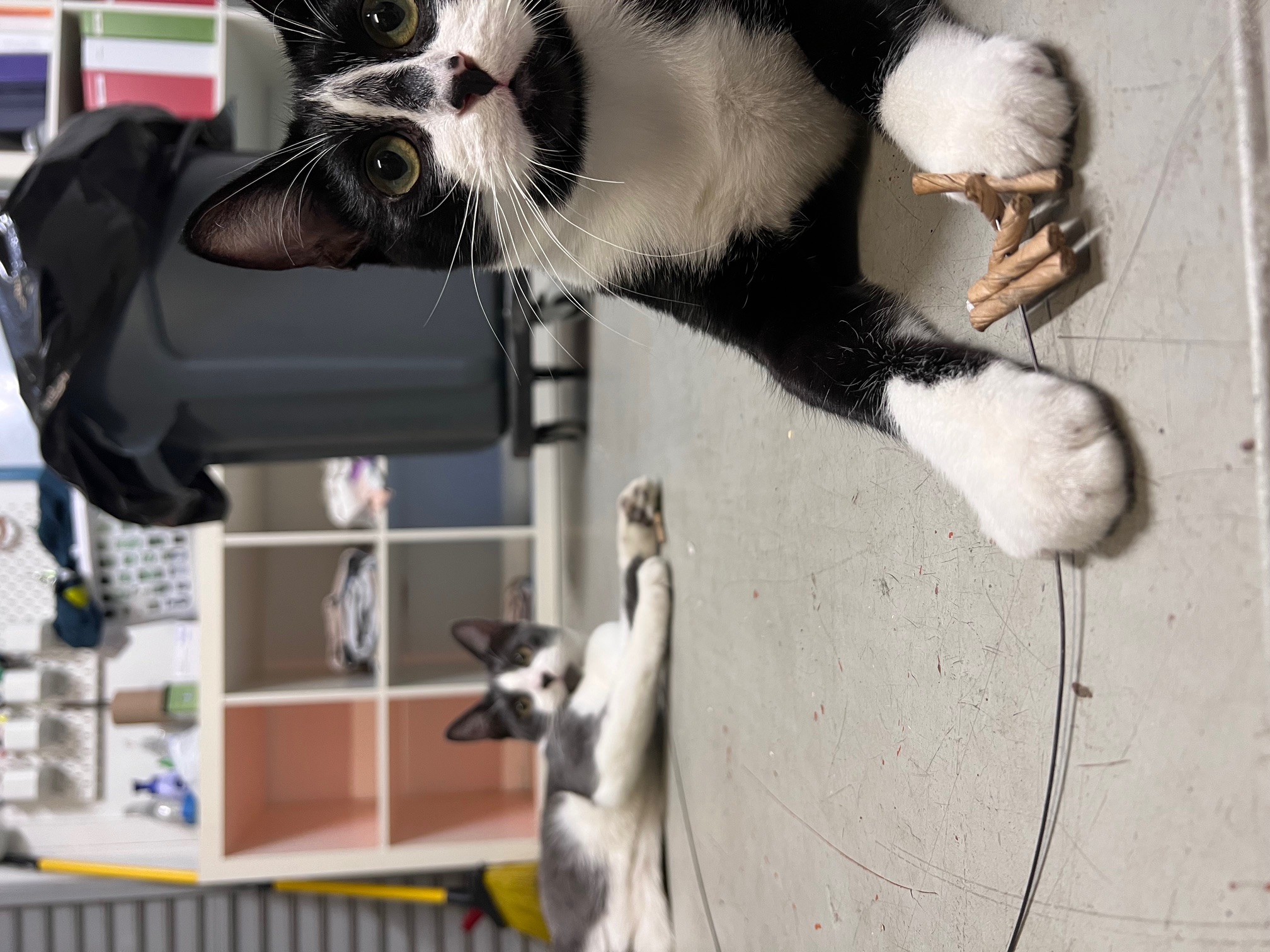 Enlarge Bjorn Borg, a Adoptable Domestic Short Hair in Los Angeles, CA image 6/6