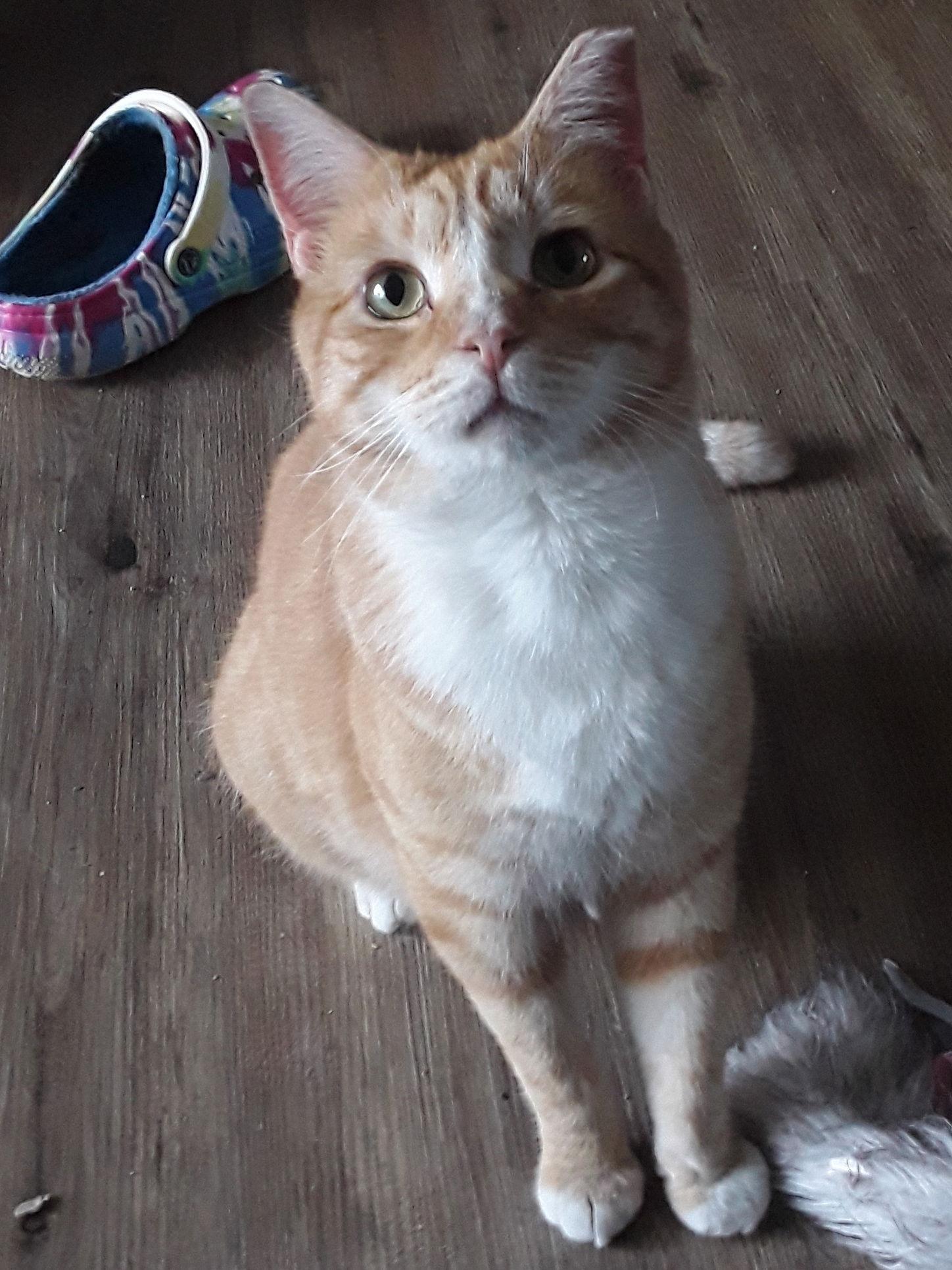 Jerry (& Jesse) bonded, Adoptable, Adult Male Domestic Short Hair.