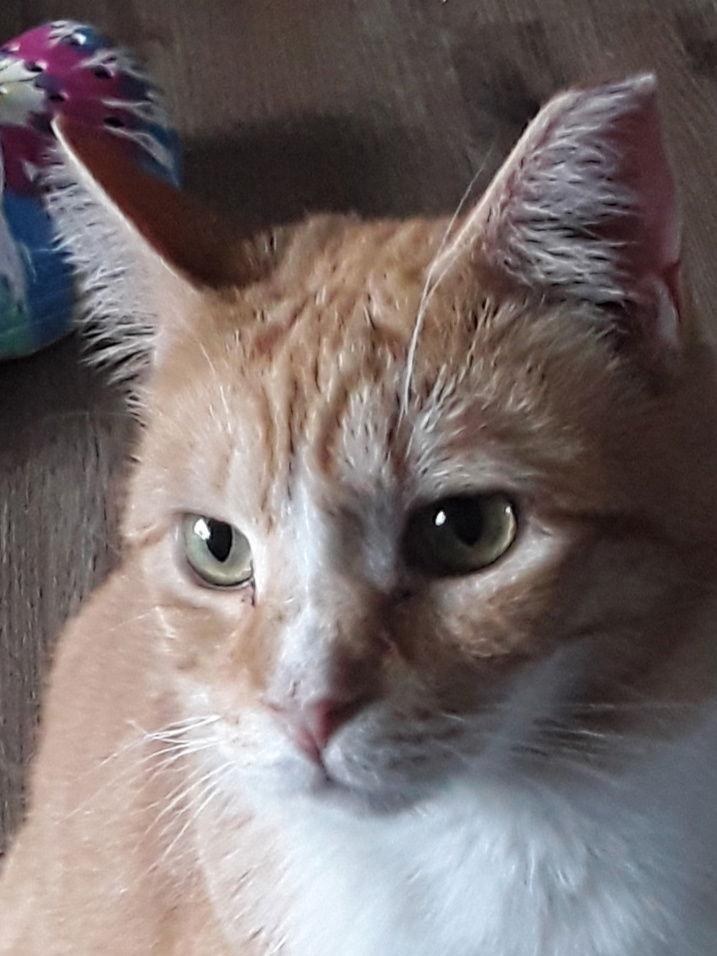 Enlarge Jerry (& Jesse) bonded, a Adoptable Domestic Short Hair in Herndon, VA image 2/3