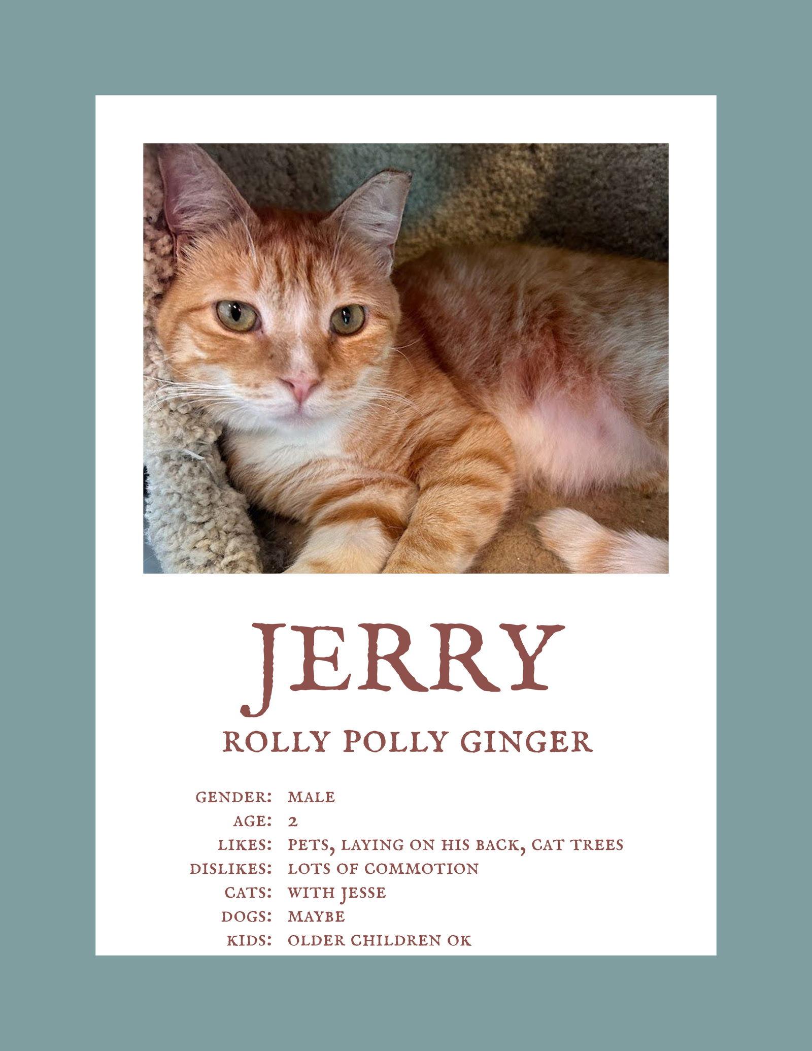 Enlarge Jerry (& Jesse) bonded, a Adoptable Domestic Short Hair in Herndon, VA image 3/3