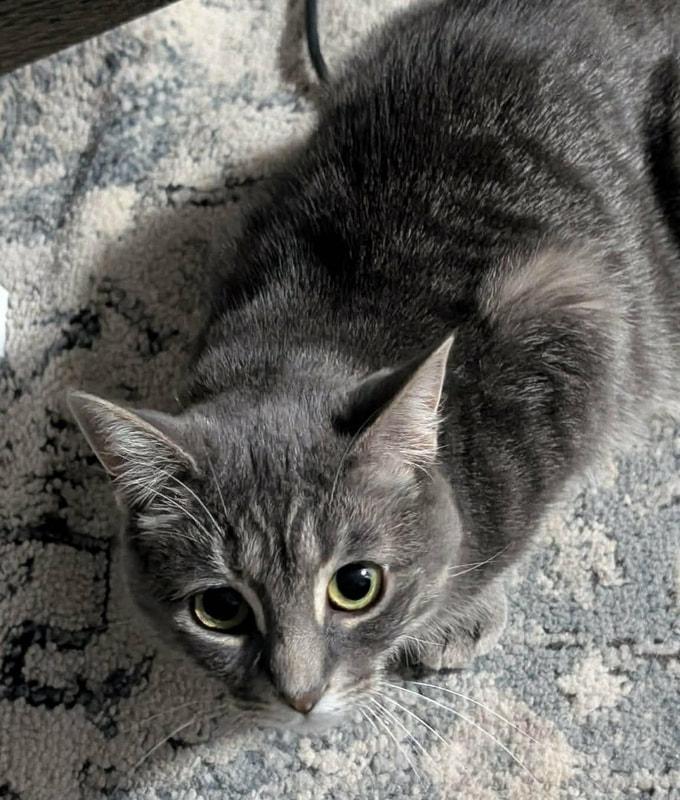 Danielle, ADOPTABLE, Young Female Domestic Short Hair.