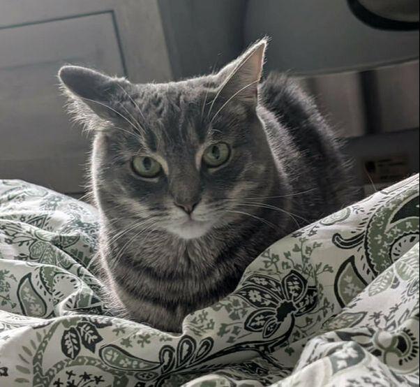 Danielle, a ADOPTABLE Domestic Short Hair in Mississauga, ON image 2/3