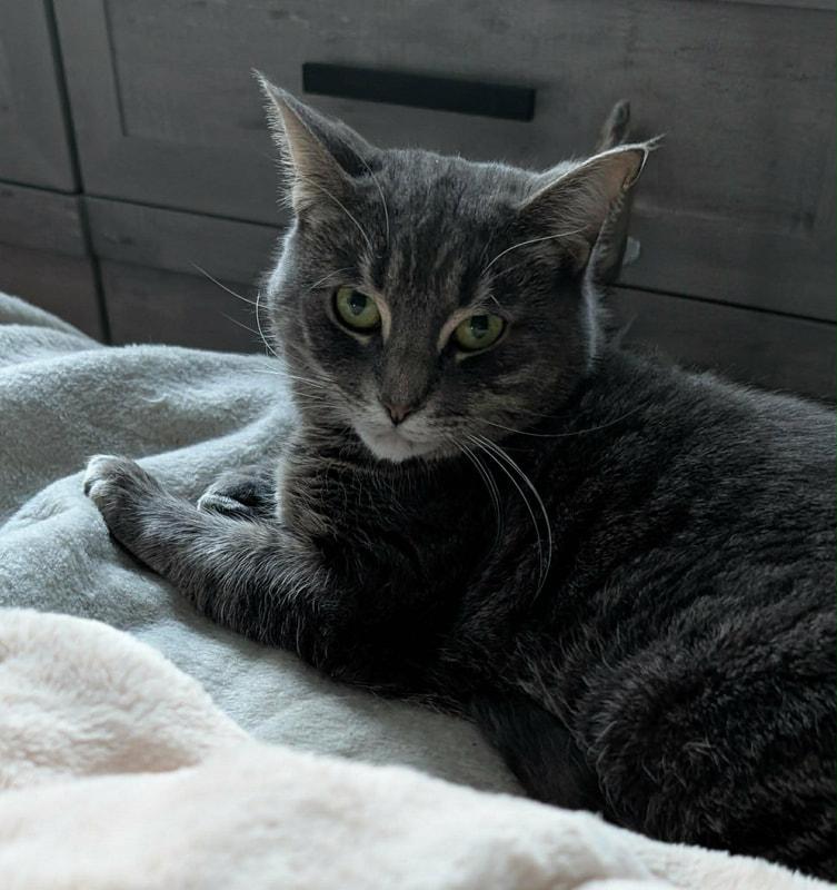 Danielle, a ADOPTABLE Domestic Short Hair in Mississauga, ON image 3/3