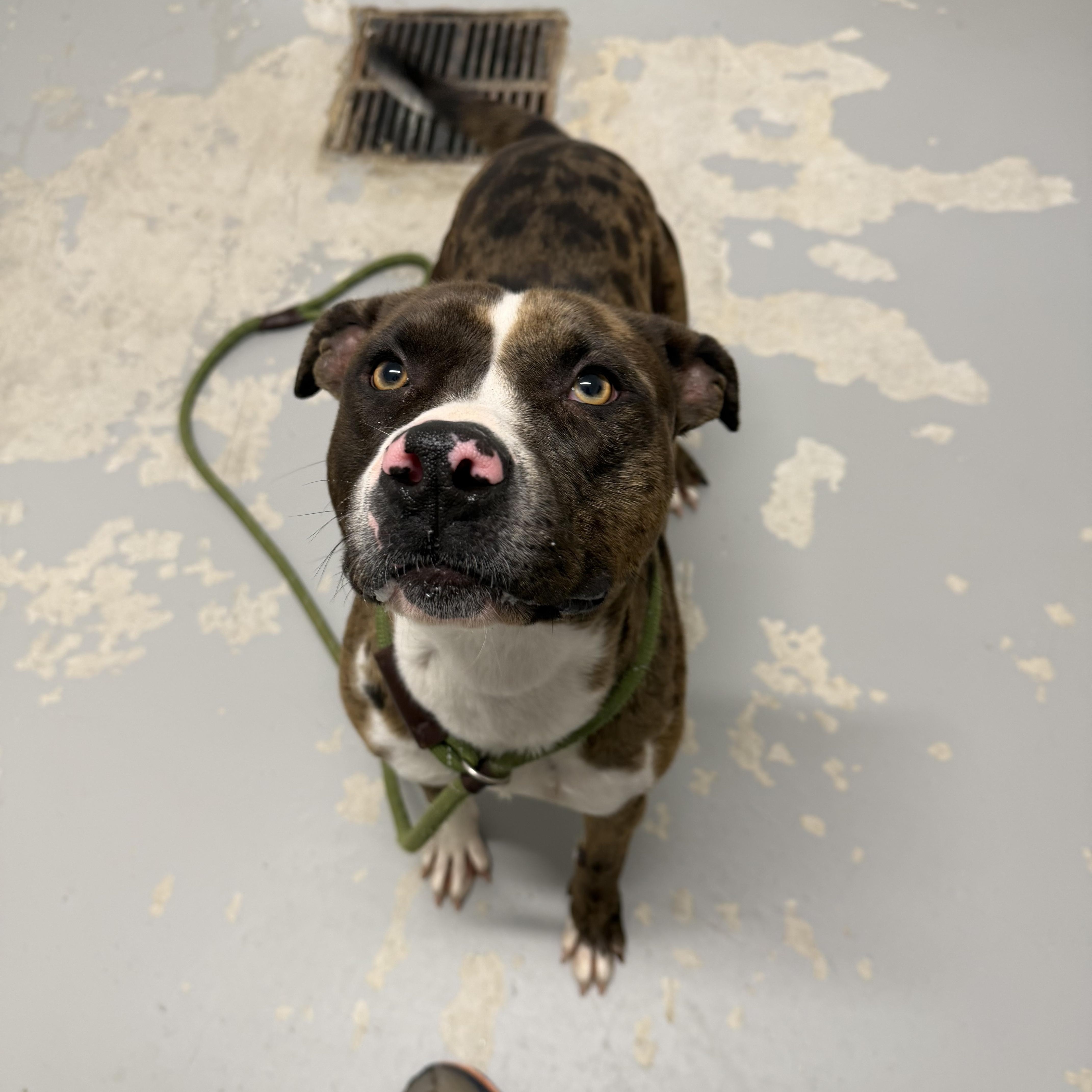 Enlarge Daphne, a ADOPTABLE mixed breed in Lancaster, SC image 1/5