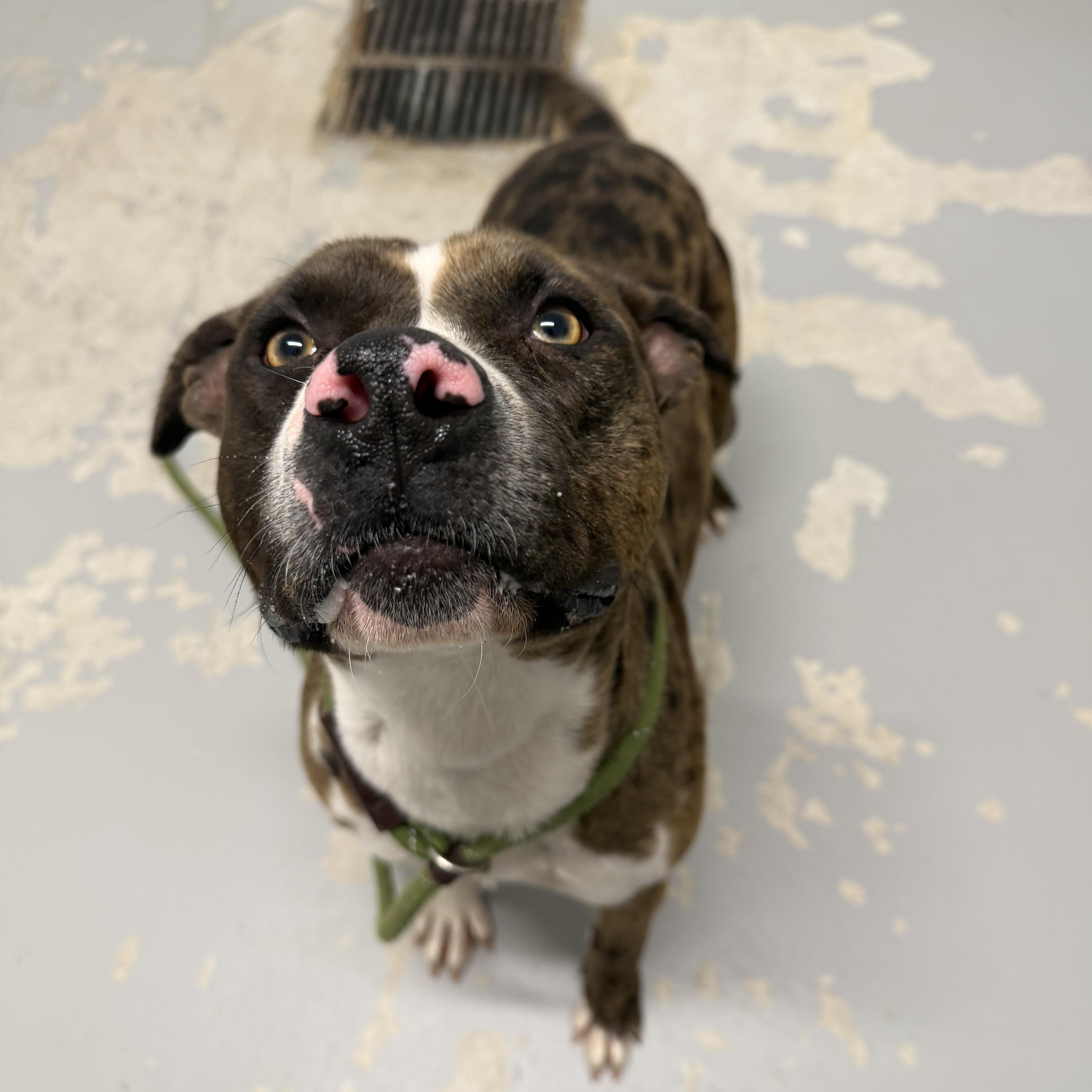 Enlarge Daphne, a ADOPTABLE mixed breed in Lancaster, SC image 4/5