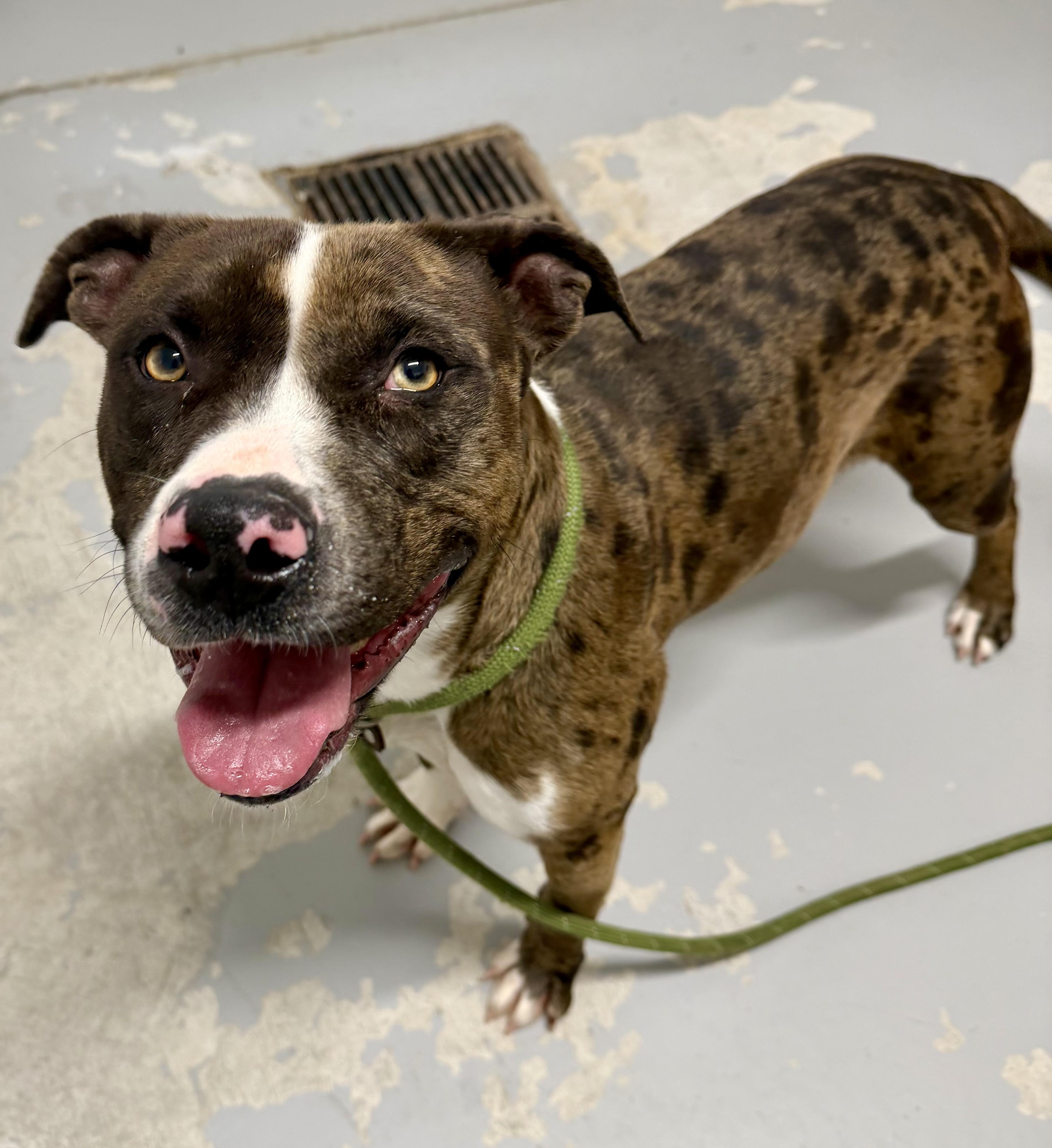 Enlarge Daphne, a ADOPTABLE mixed breed in Lancaster, SC image 2/5