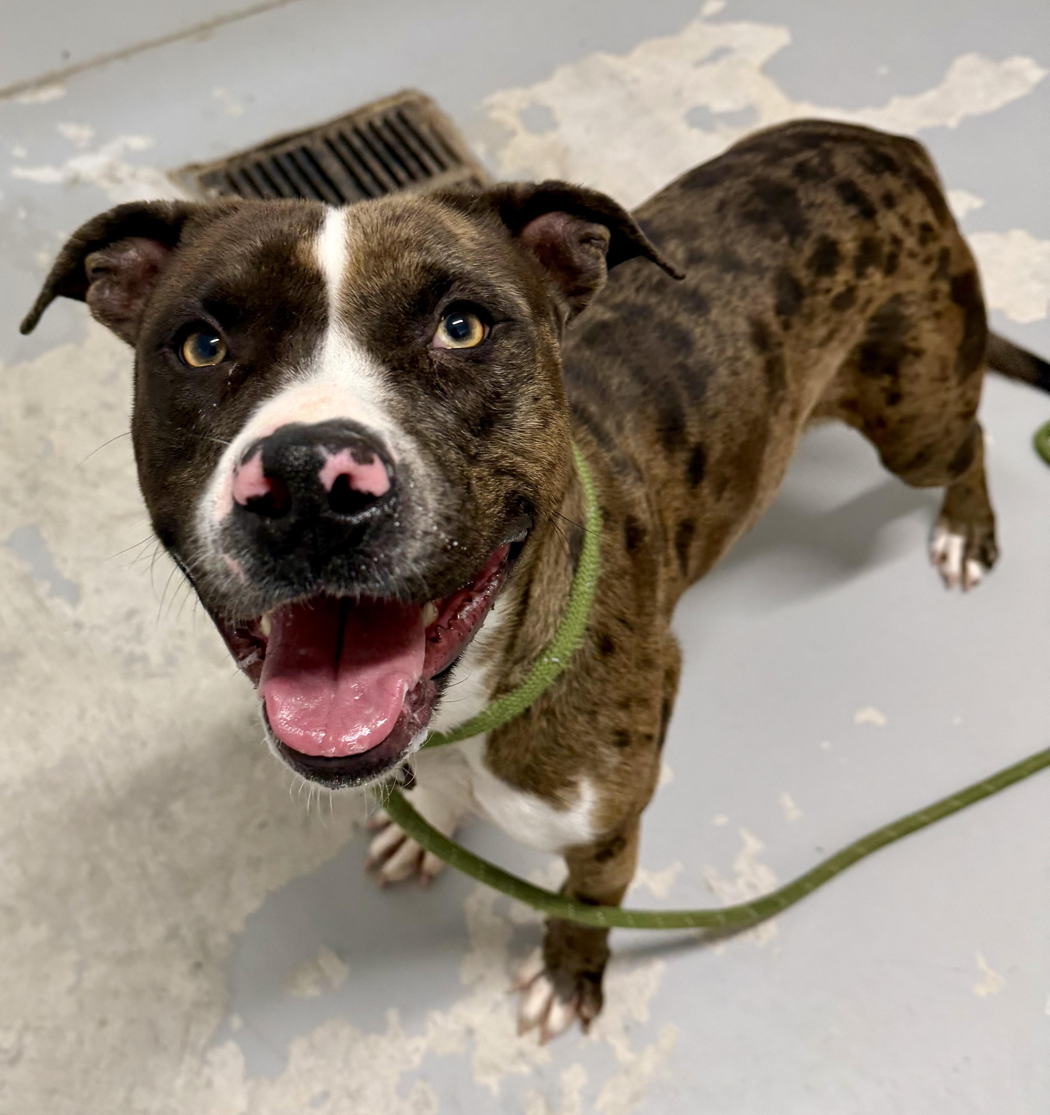 Enlarge Daphne, a ADOPTABLE mixed breed in Lancaster, SC image 5/5