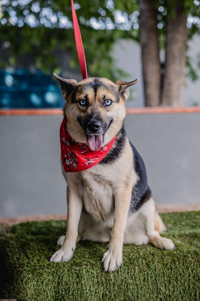 Enlarge Loba, a Adoptable mixed breed in Anacortes, WA image 1/6
