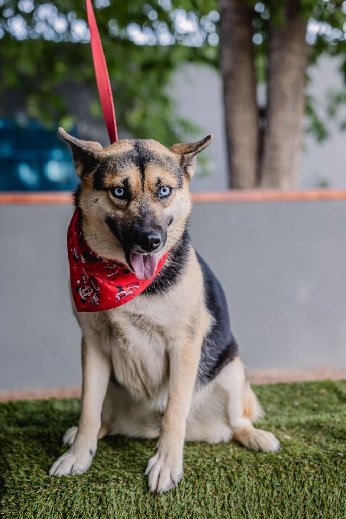 Enlarge Loba, a Adoptable mixed breed in Anacortes, WA image 2/6