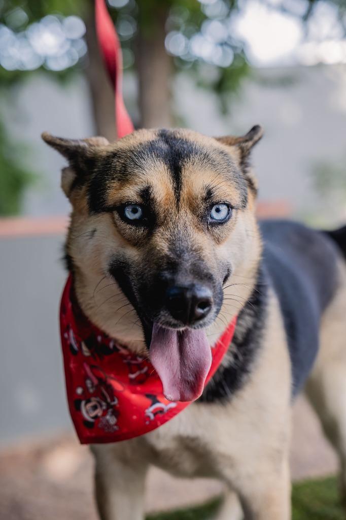 Enlarge Loba, a Adoptable mixed breed in Anacortes, WA image 3/6