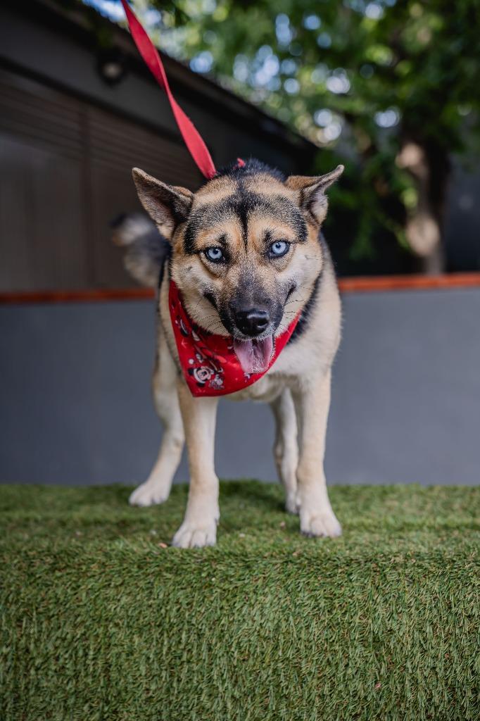 Enlarge Loba, a Adoptable mixed breed in Anacortes, WA image 4/6