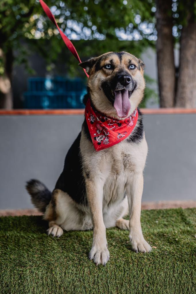 Enlarge Loba, a Adoptable mixed breed in Anacortes, WA image 5/6