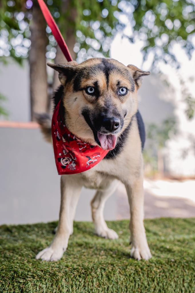 Enlarge Loba, a Adoptable mixed breed in Anacortes, WA image 6/6