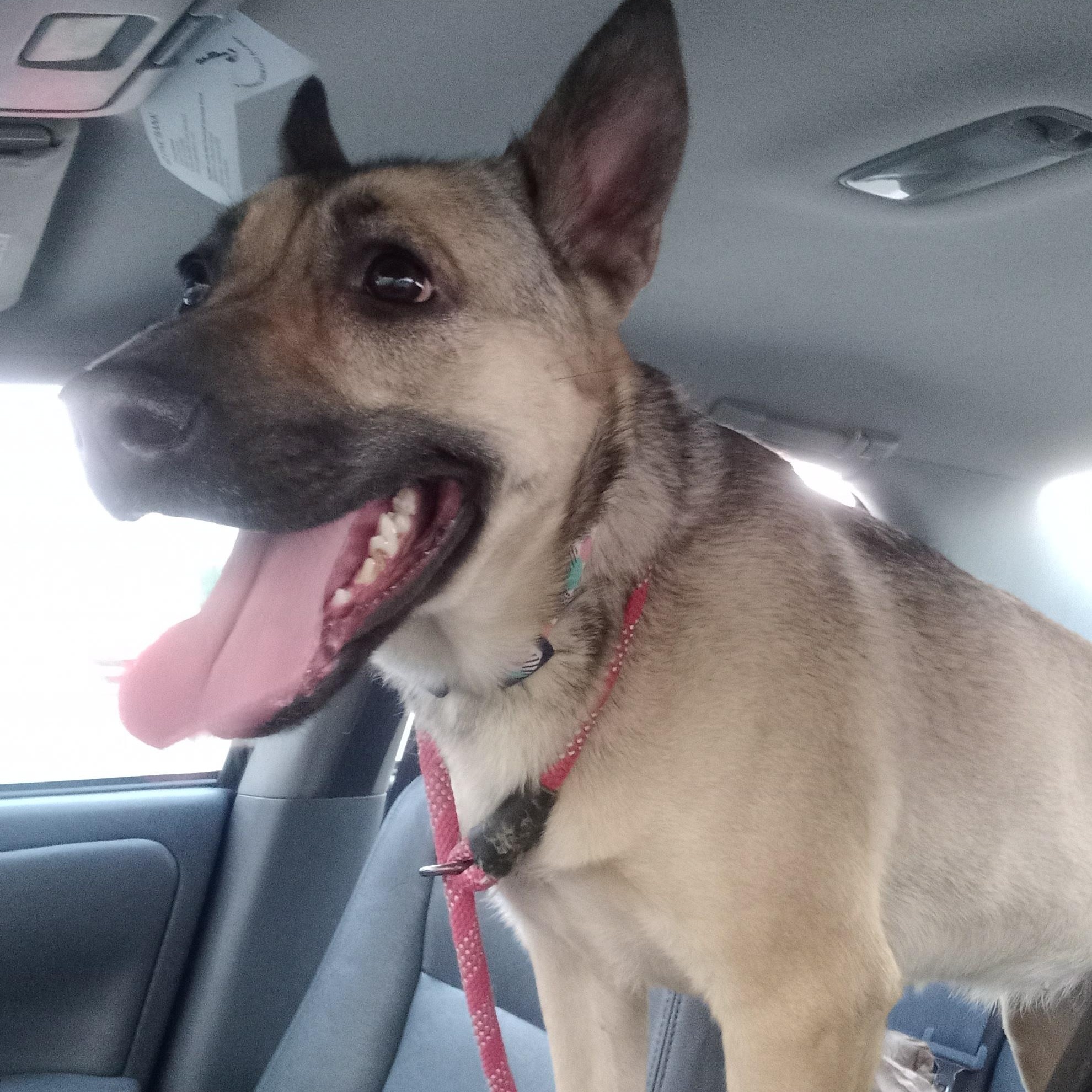 Mina, a Adoptable mixed breed in Indianapolis, IN image 5/6