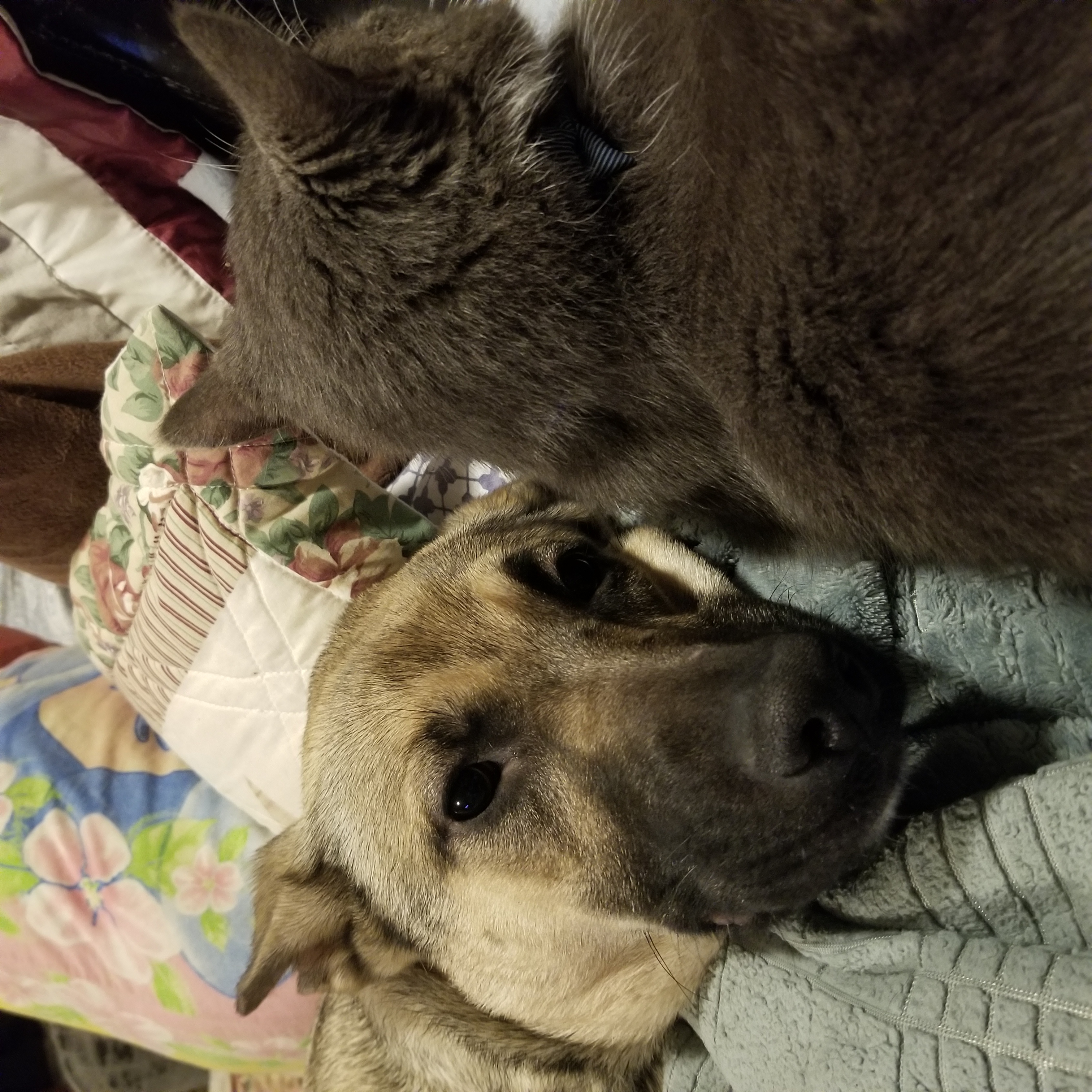 Mina, a Adoptable mixed breed in Indianapolis, IN image 2/6