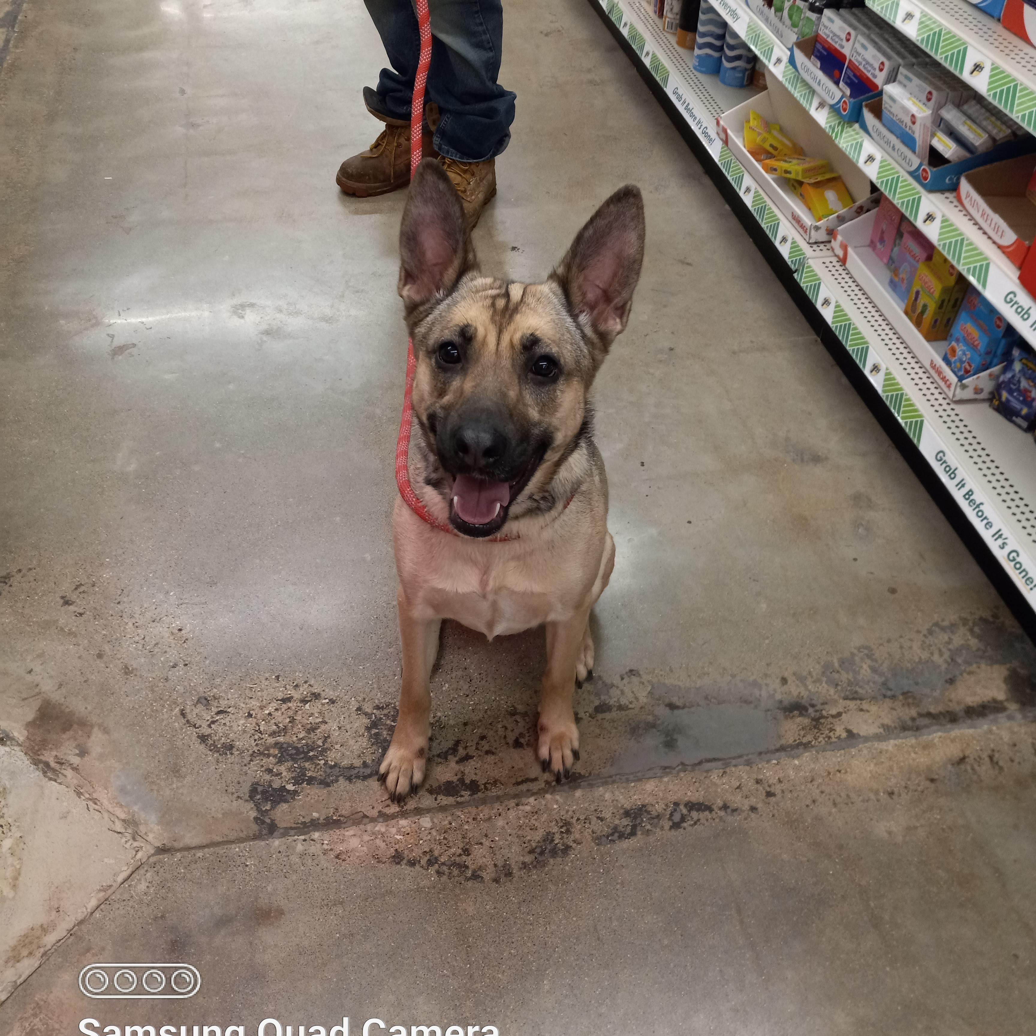 Mina, a Adoptable mixed breed in Indianapolis, IN image 6/6