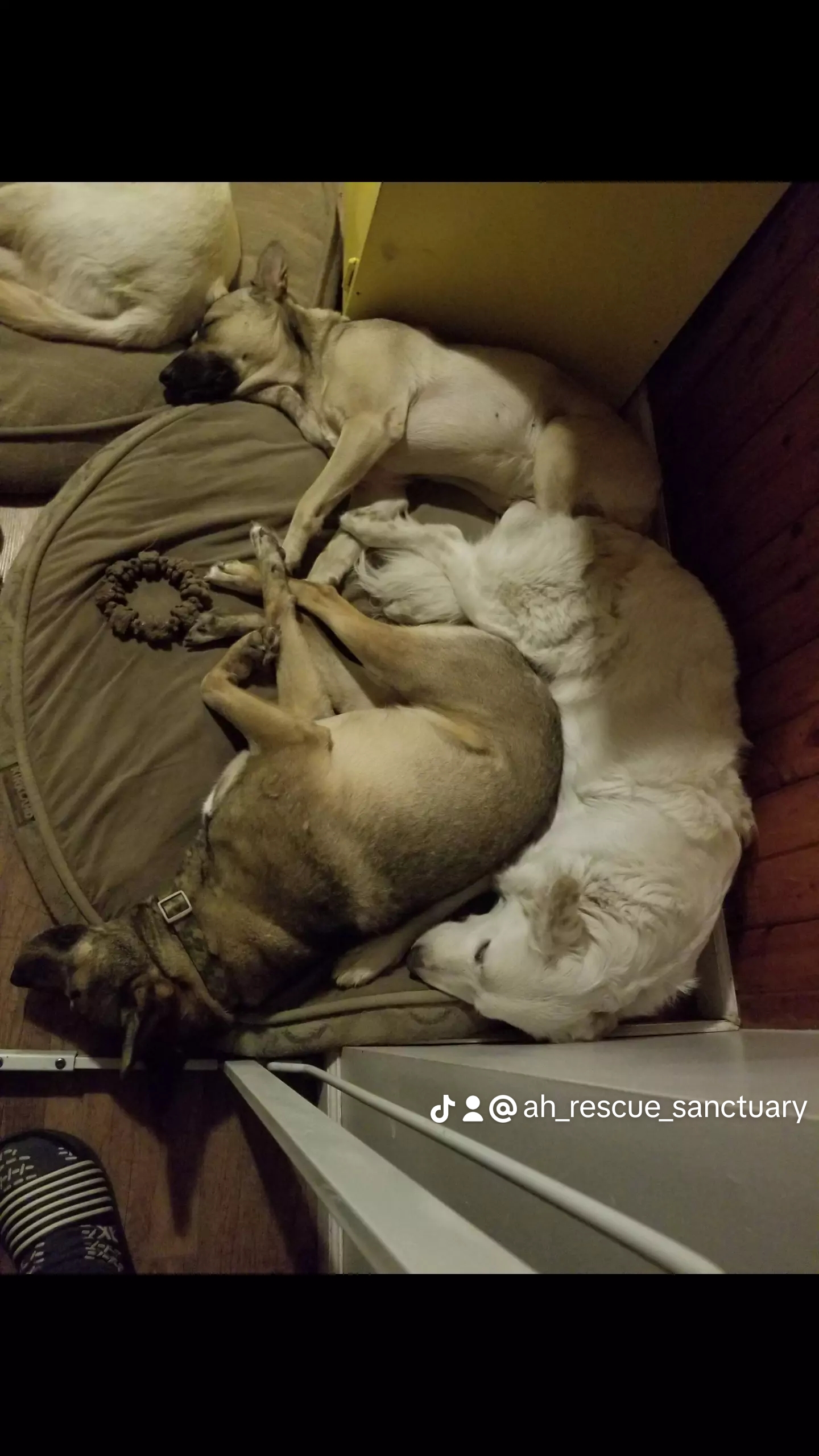 Mina, a Adoptable mixed breed in Indianapolis, IN image 3/6