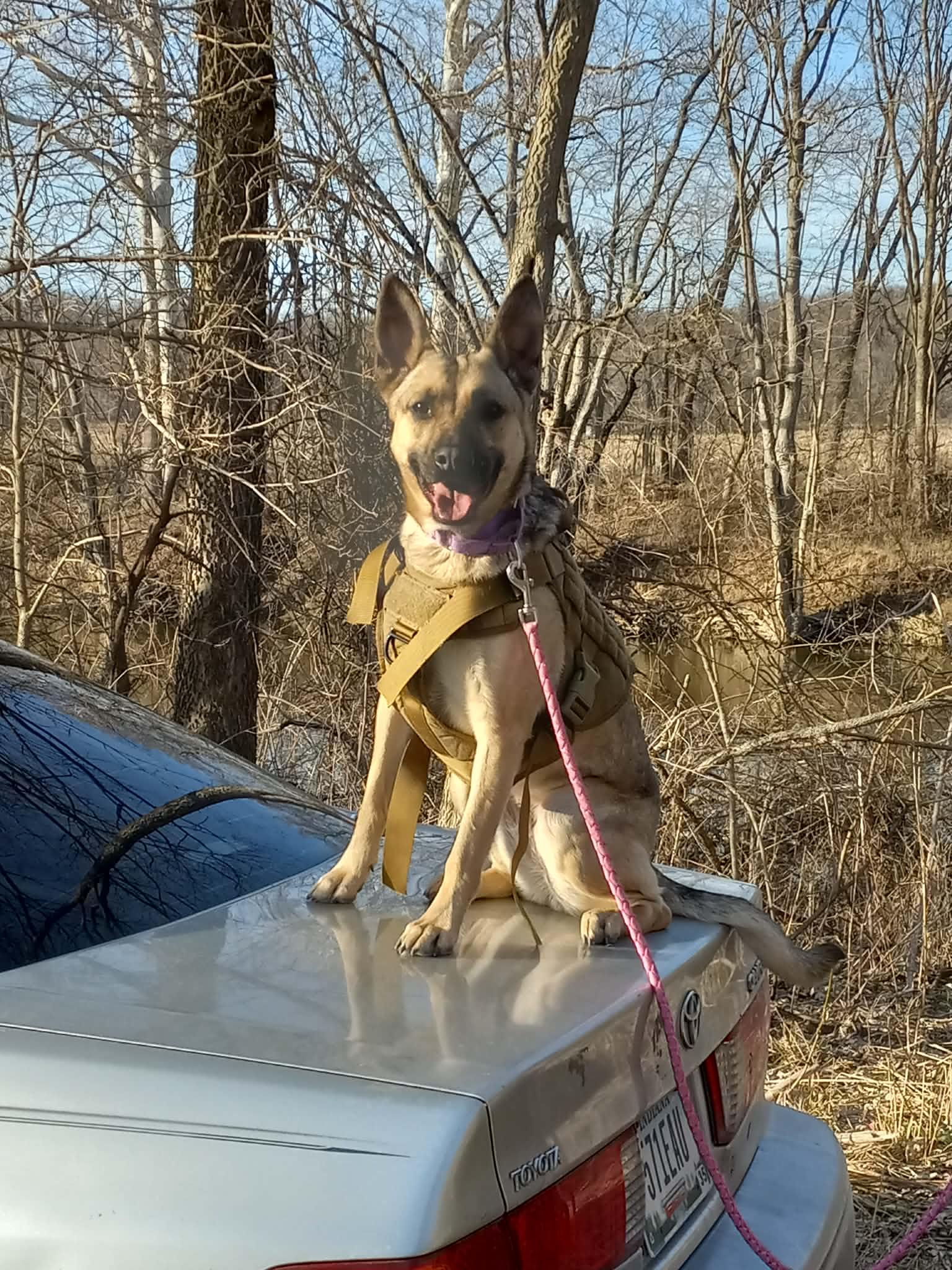 Enlarge Mina, a Adoptable mixed breed in Indianapolis, IN image 1/6