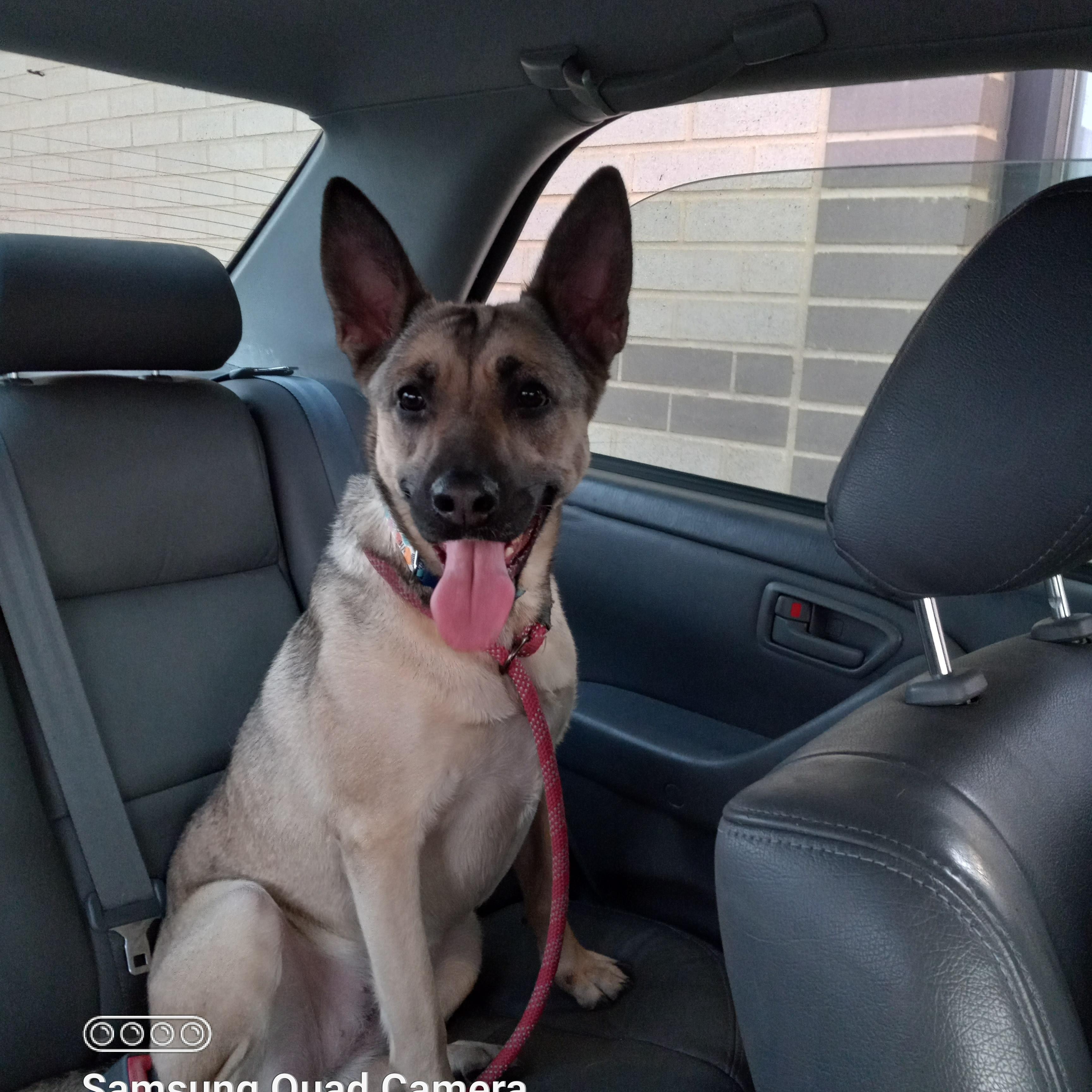 Mina, a Adoptable mixed breed in Indianapolis, IN image 1/6