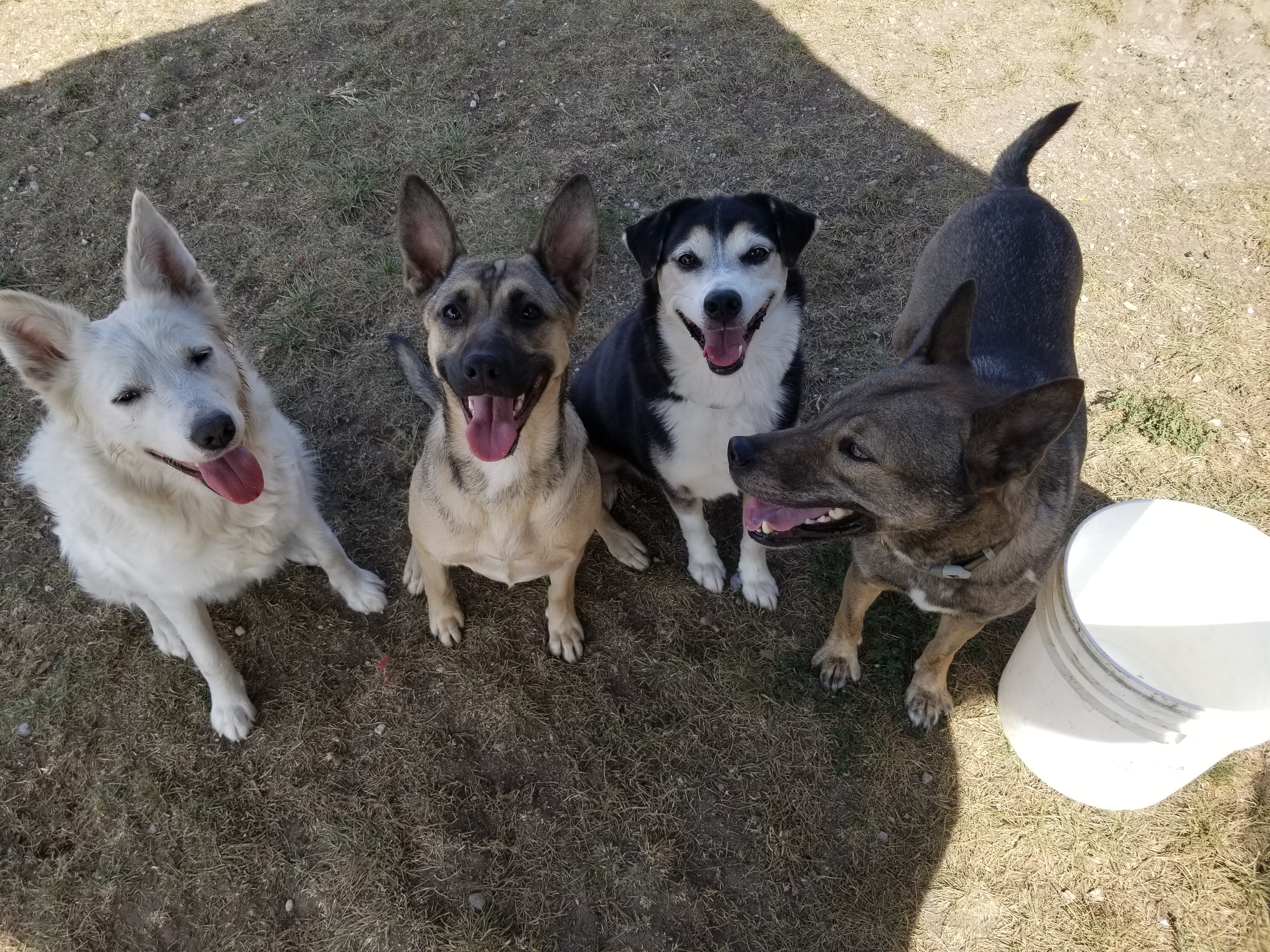 Mina, a Adoptable mixed breed in Indianapolis, IN image 4/6