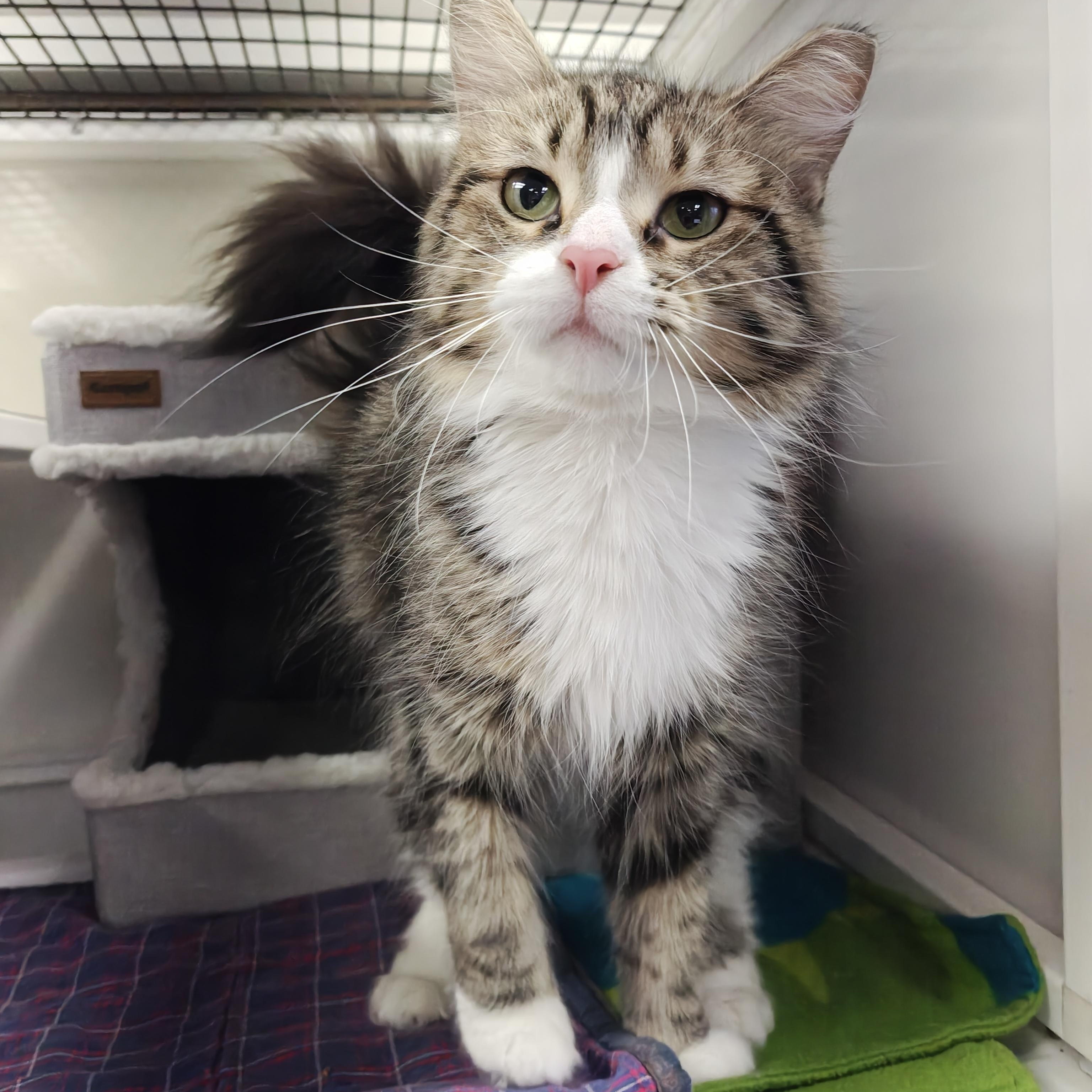 Violet, a Adoptable Domestic Medium Hair in Oconto, WI image 3/3