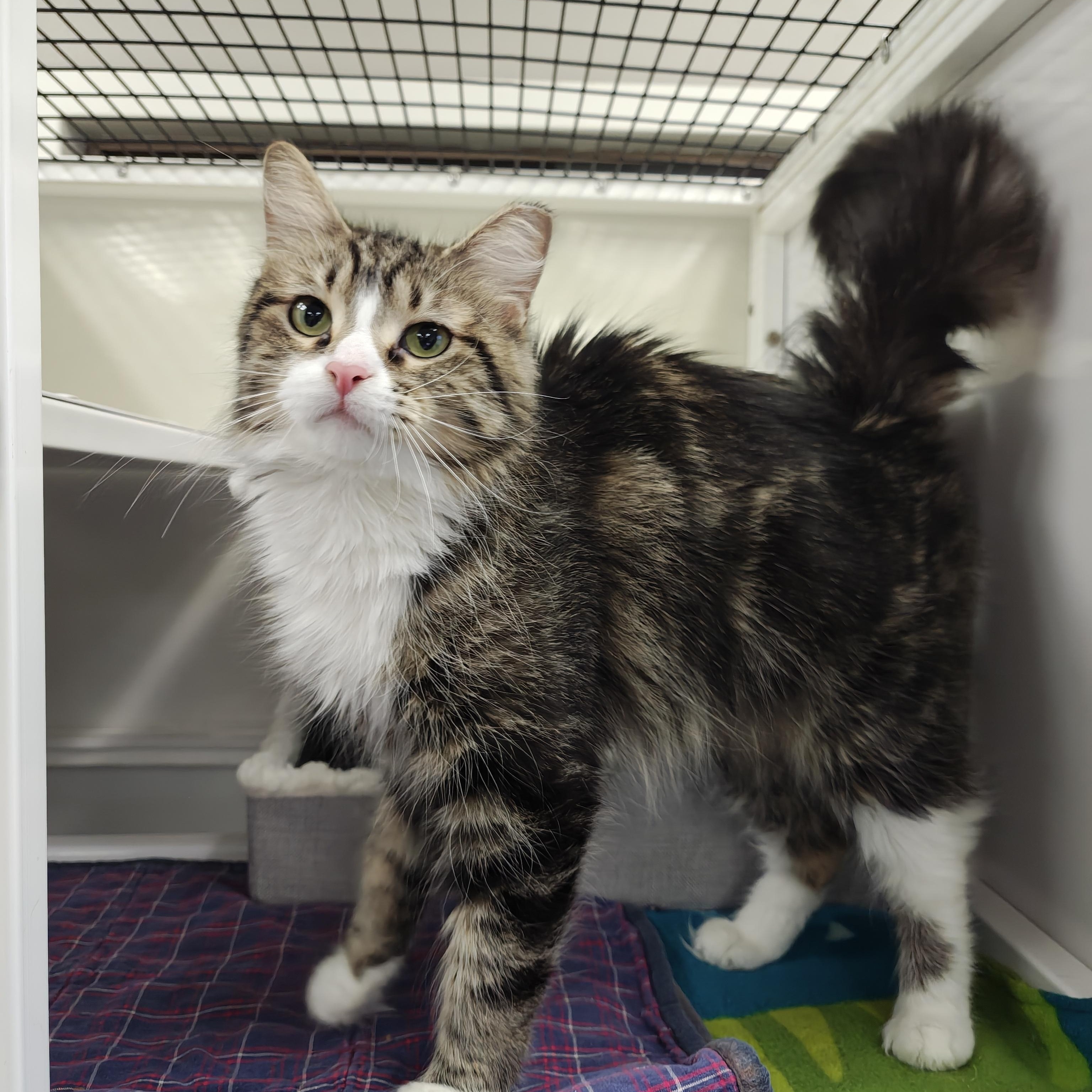 Violet, Adoptable, Adult Female Domestic Medium Hair.