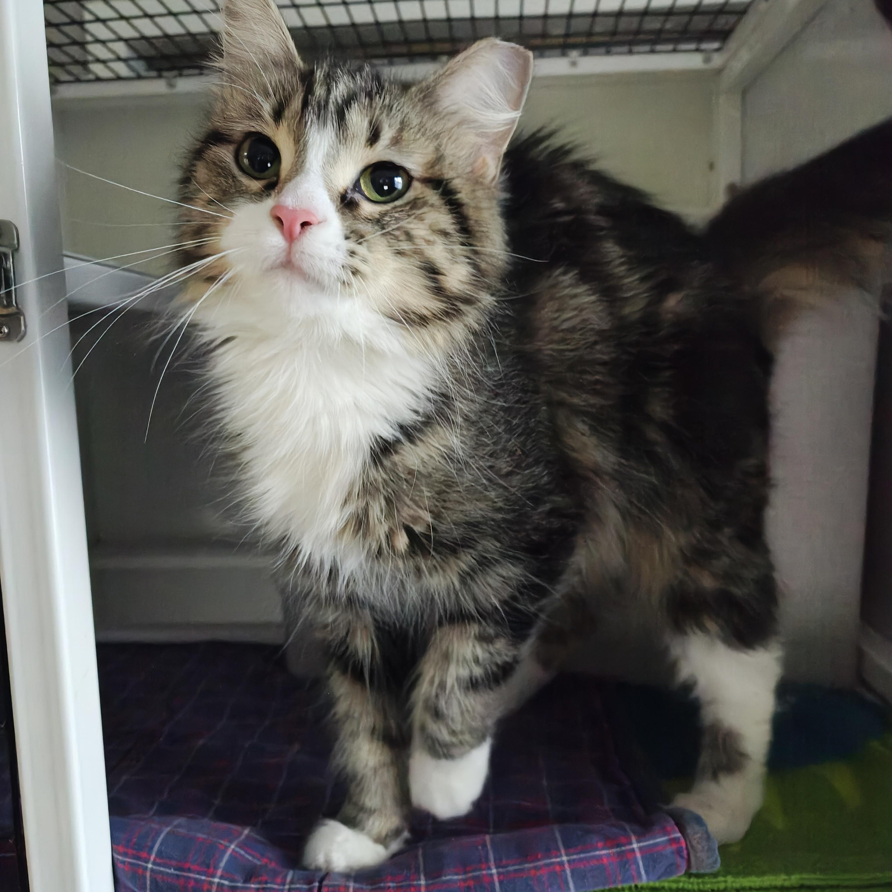 Violet, a Adoptable Domestic Medium Hair in Oconto, WI image 2/3