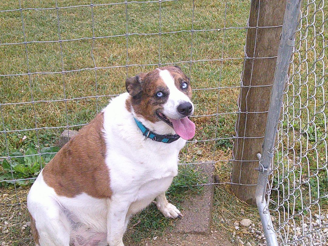 Stella, a Adoptable mixed breed in Osgood, IN image 1/12