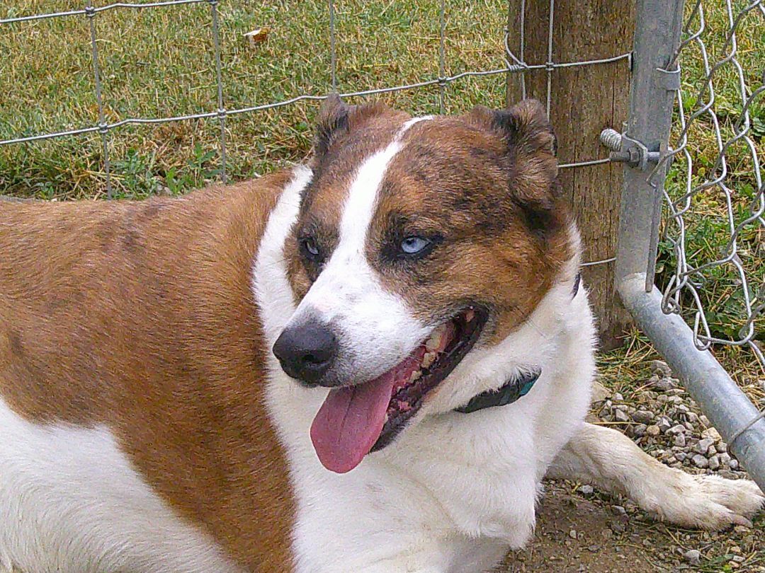 Stella, a Adoptable mixed breed in Osgood, IN image 2/12