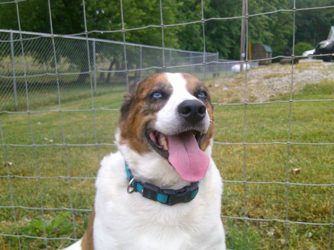 Stella, a Adoptable mixed breed in Osgood, IN image 3/12