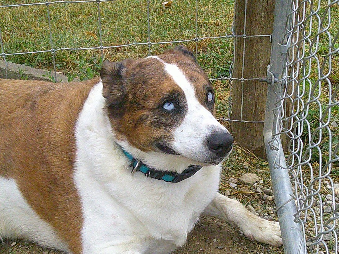 Stella, a Adoptable mixed breed in Osgood, IN image 4/12