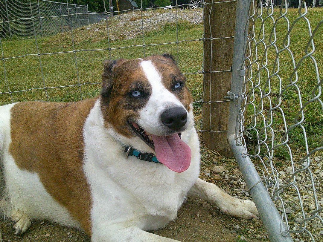 Stella, a Adoptable mixed breed in Osgood, IN image 5/12