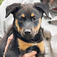 Gretal, an adoptable Australian Shepherd, Beauceron in Poway, CA, 92064 | Photo Image 1