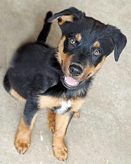 Gretal, an adoptable Australian Shepherd, Beauceron in Poway, CA, 92064 | Photo Image 2