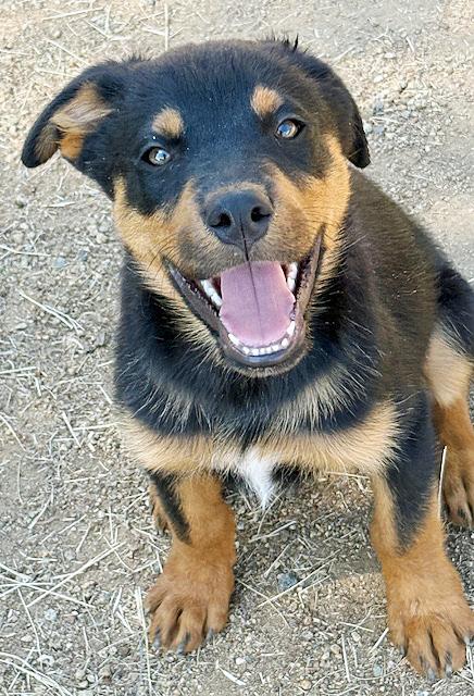 Gretal, an adoptable Australian Shepherd, Beauceron in Poway, CA, 92064 | Photo Image 4
