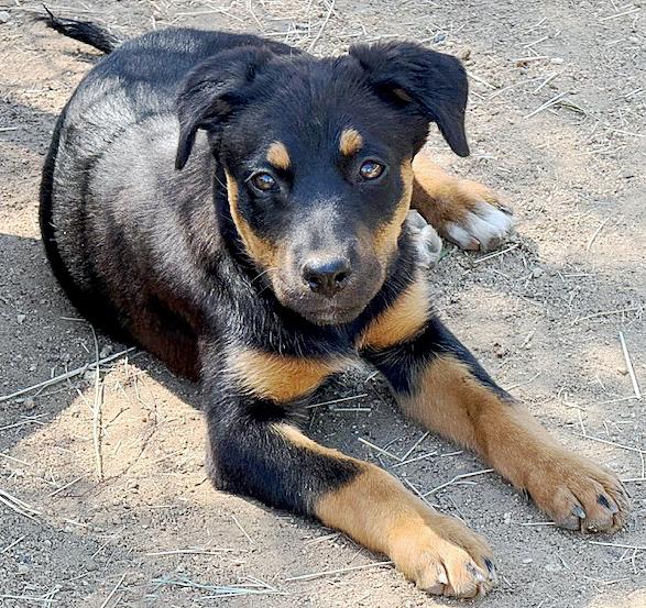 Gretal, an adoptable Australian Shepherd, Beauceron in Poway, CA, 92064 | Photo Image 5