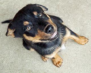 Gretal, an adoptable Australian Shepherd, Beauceron in Poway, CA, 92064 | Photo Image 3
