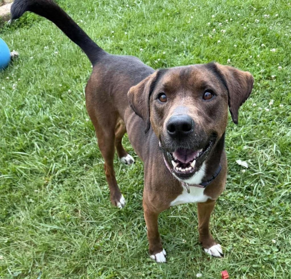 Mandy, Adoptable, Adult Female Mixed Breed.