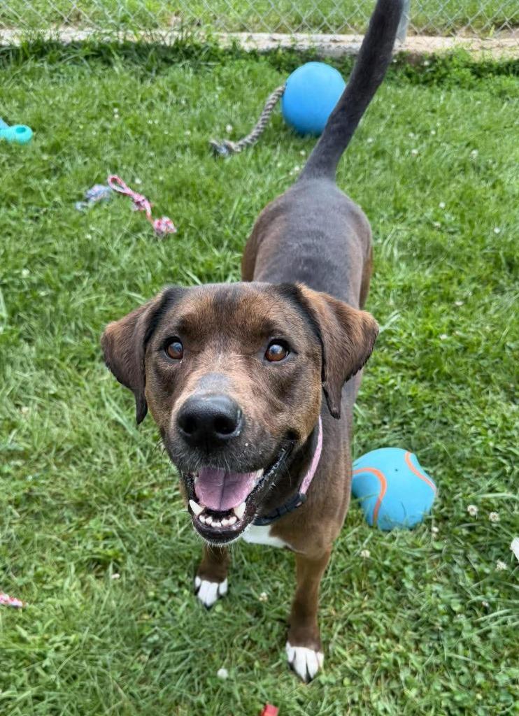 Mandy, a Adoptable Mixed Breed in Lagrange, IN image 2/6