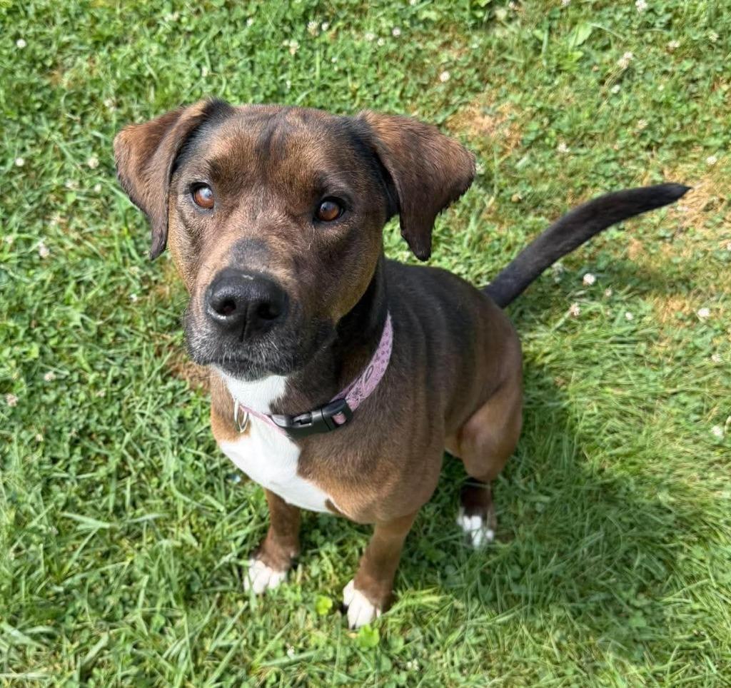 Mandy, a Adoptable Mixed Breed in Lagrange, IN image 3/6