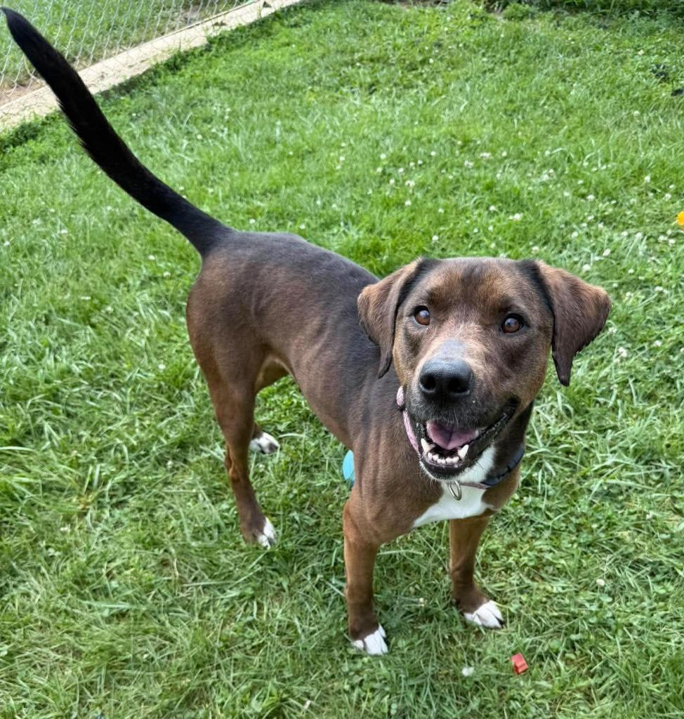 Mandy, a Adoptable Mixed Breed in Lagrange, IN image 4/6