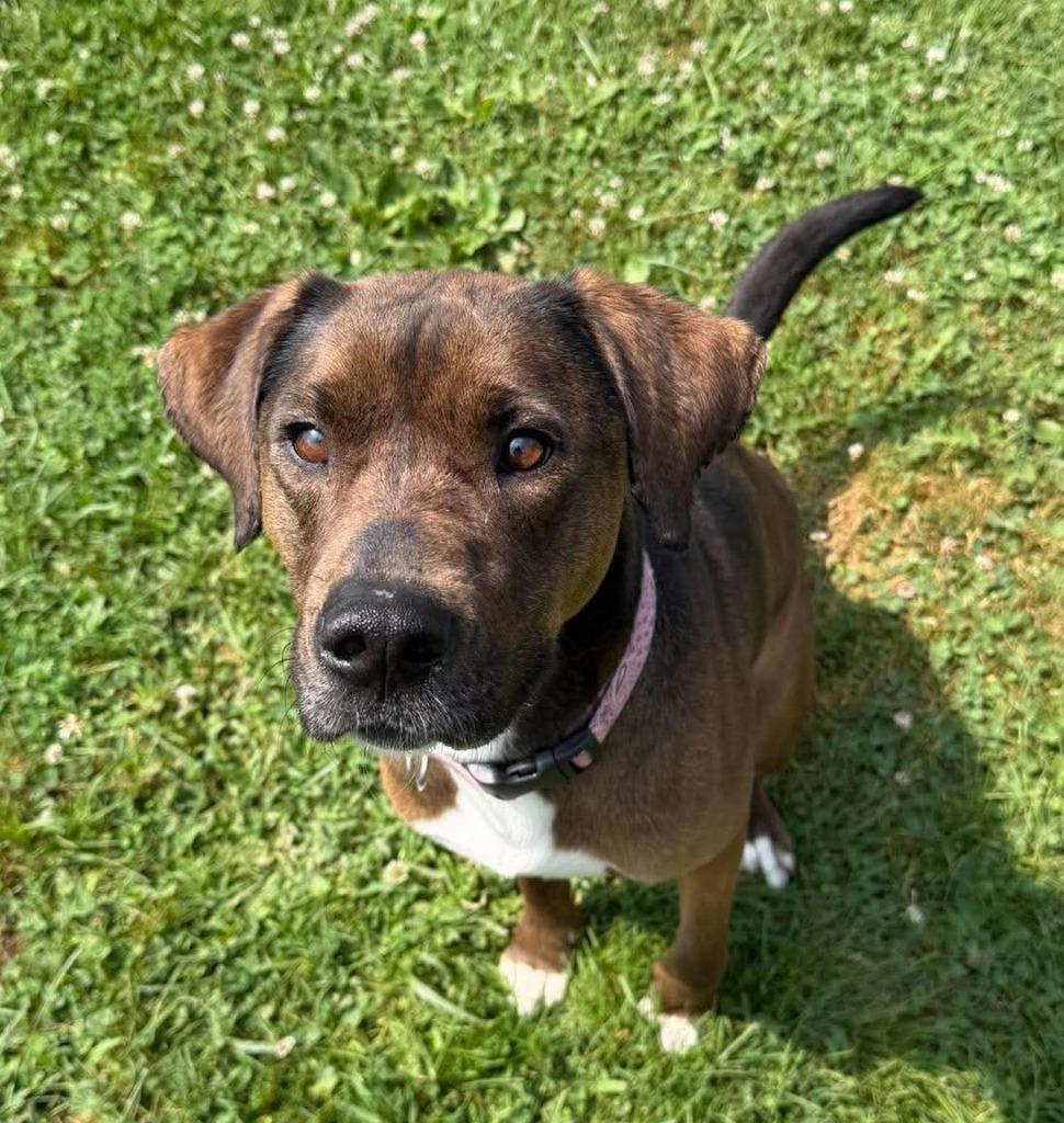 Mandy, a Adoptable Mixed Breed in Lagrange, IN image 5/6