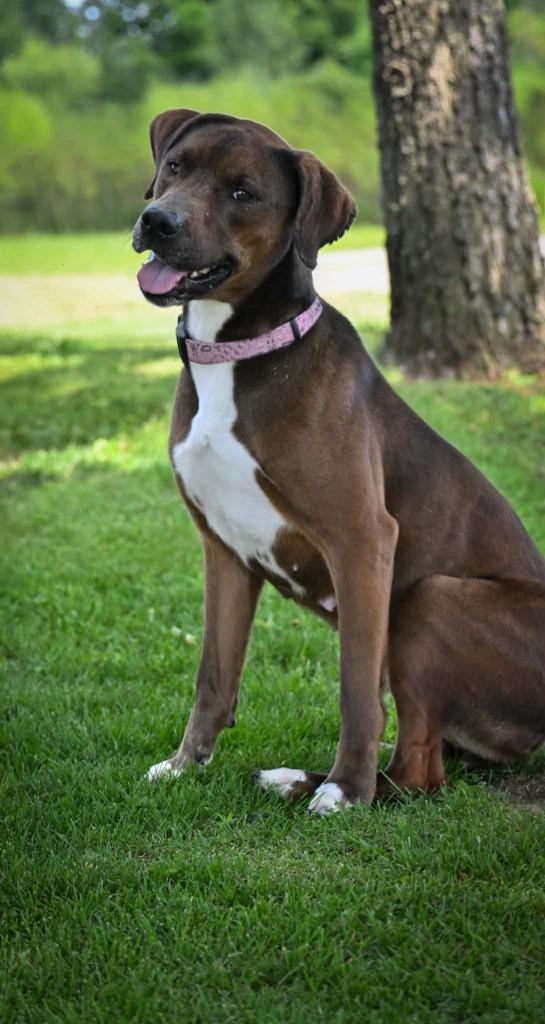 Mandy, a Adoptable Mixed Breed in Lagrange, IN image 6/6