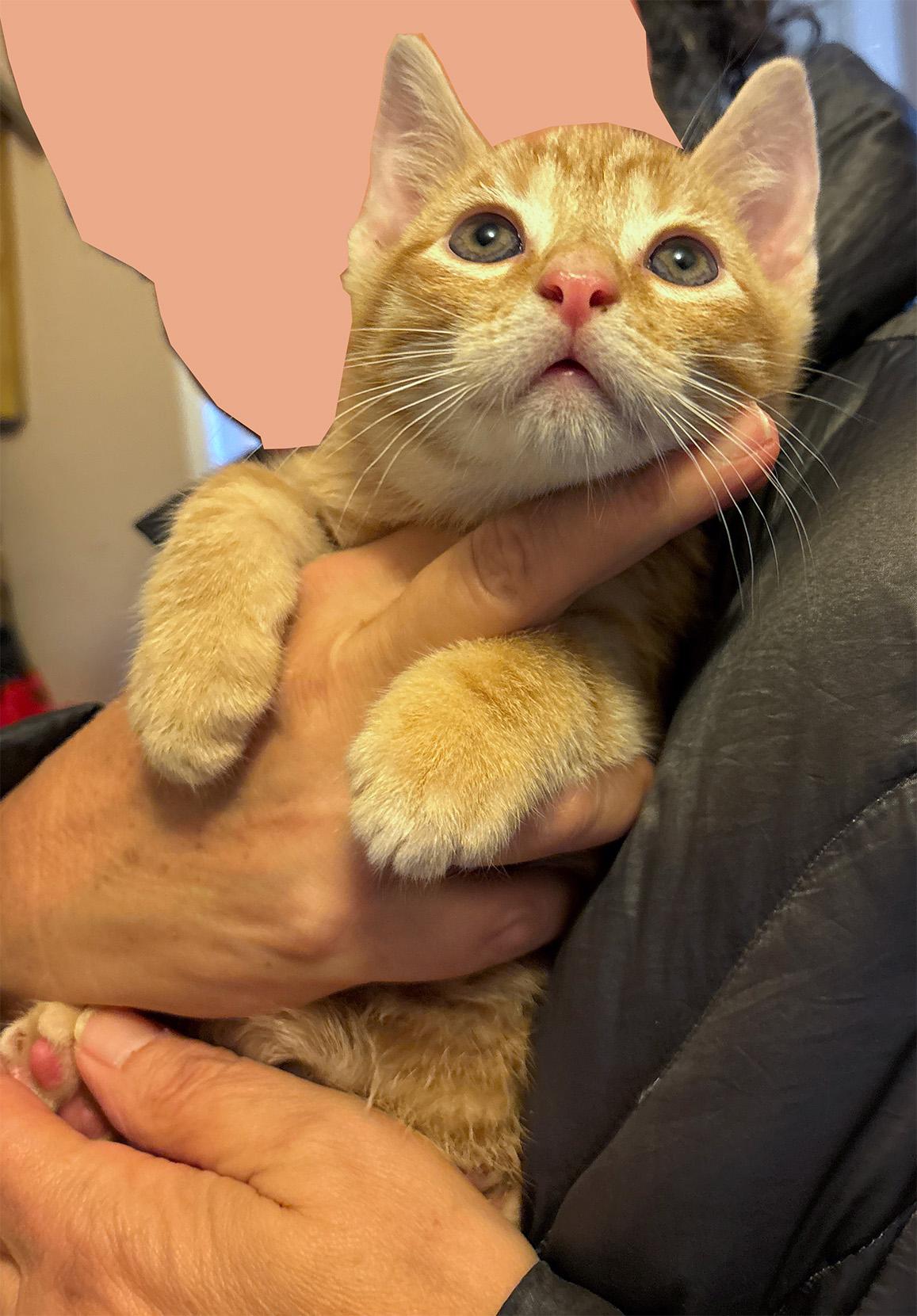 Enlarge Mochi, an adopted Domestic Short Hair in Fair Haven, VT image 1/2